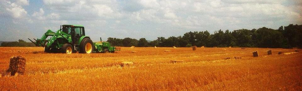 Wheat Straw Bales